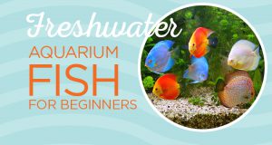 Read more about the article PetFocus – Freshwater Aquarium Fish For Beginners
