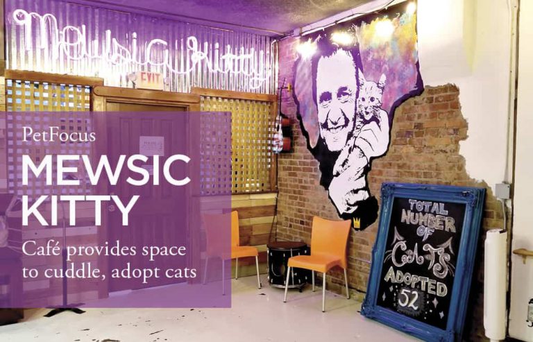 mewsic kitty cafe