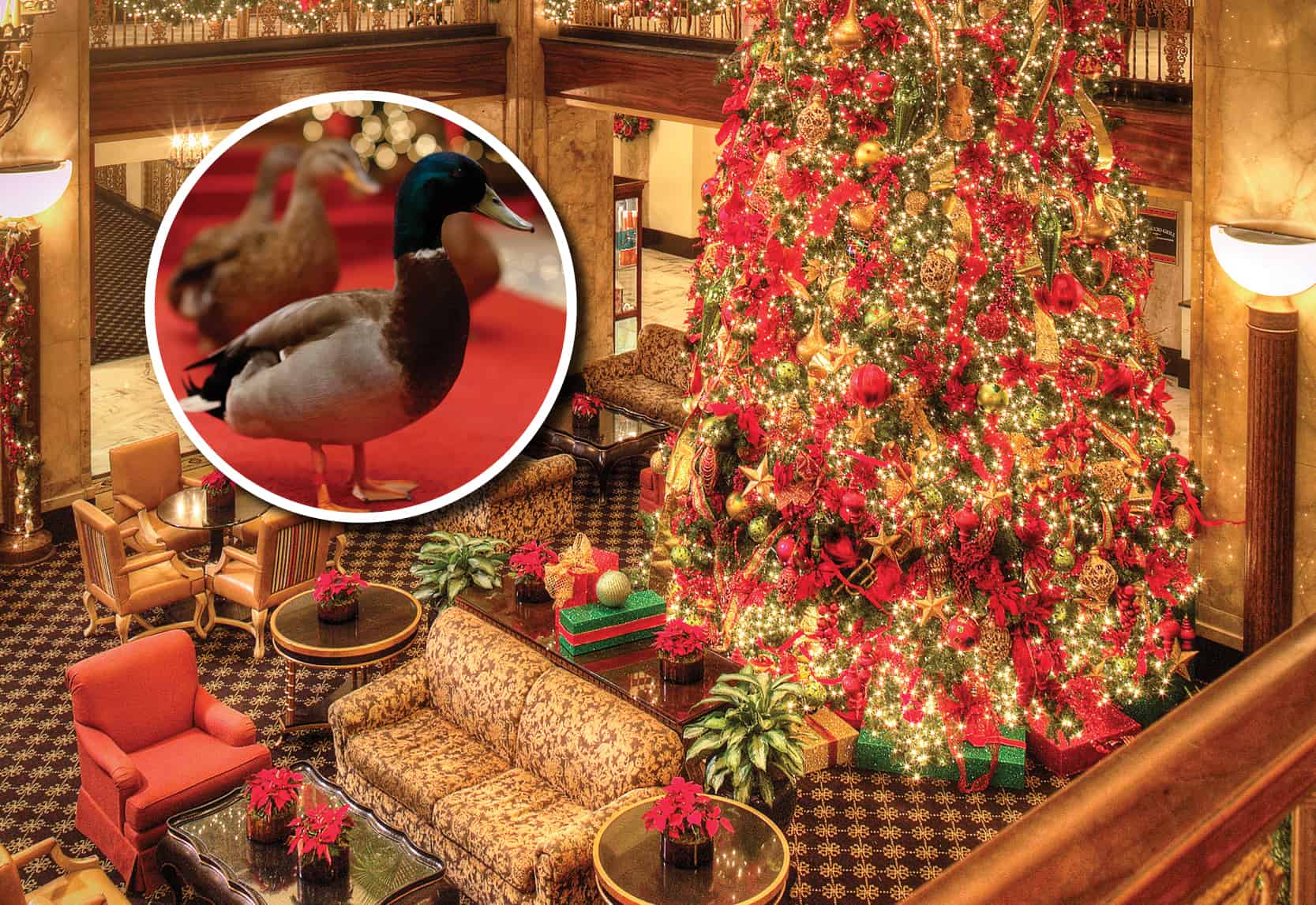 Peabody Christmas Tree Lighting 2022 Original Memphis : The Peabody Hotel | Focus Lgbt+ Magazine