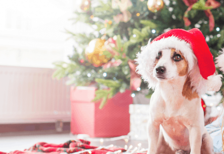white and brown dog wearing a red santa hat sitting under a decorated christmas tree
