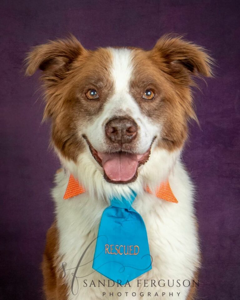 Rescue Me: Adoptable Pets! | Focus LGBT+ Magazine