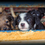 The Truth About Puppy Mills
