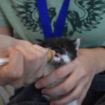 Kitten Season: Fostering Saves Hundreds of Lives