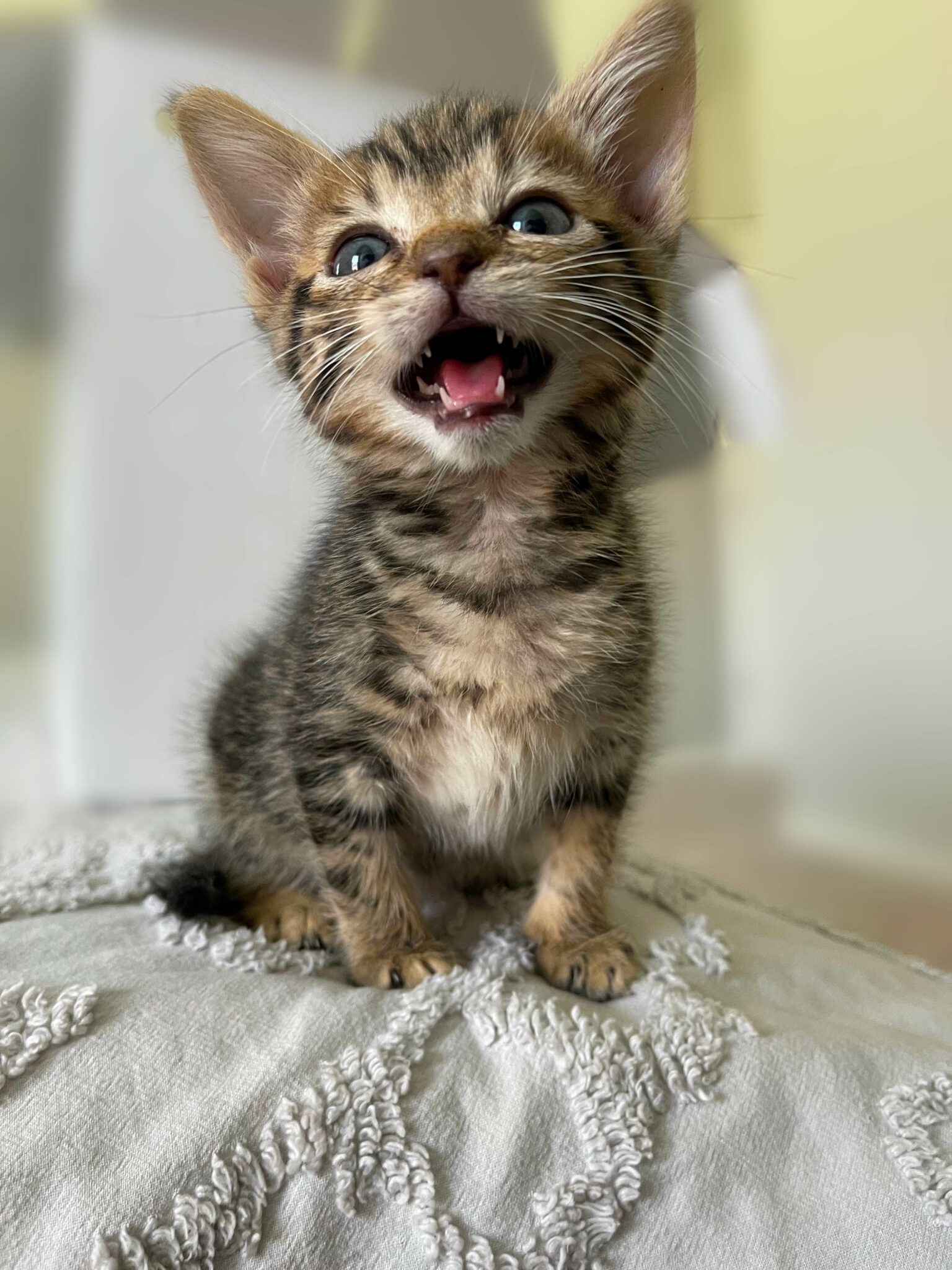 Kitten Season: Fostering Saves Hundreds of Lives | Focus LGBT+ Magazine