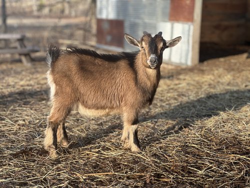 Valentine’s Day Goat Grams with 901 Goats