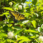 Discovering Safe Spaces at Lichterman Nature Center