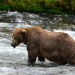 Fat Bear Week: The Bears Are Back, and We Have Some Notes